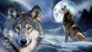 In this tutorial,i`ll show you the steps i took to create an amazing wallpaper with a wolf howling at a big magic moon. Wolf Howling At The Moon Wallpapers Wallpaper Cave