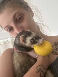 Ferret For Adoption And Rehoming