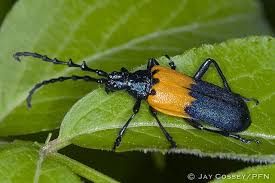 Black And Yellow Longhorn Beetle Poisonous Elderberry Borer Beetle Desmocerus Palliatus R9998 Backus Woods On Pfn Borer Beetle Elderberry Beetle