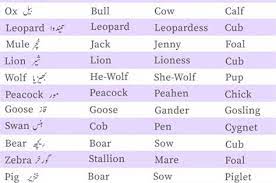 Masculine And Feminine Gender Of Animals List Ultimate In 2021 English Vocabulary Words Learning English Vocabulary Words Learn English Words