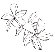 Line Drawing Flowers Plumeria Flower Line Drawings Flower Drawing Leaf Illustration