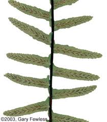 Image result for Asplenium goetzei