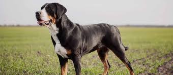 Minimum of 25 dogs earning titles with a minimum of 15 being prefix titles. Greater Swiss Mountain Dog Puppies For Sale Greenfield Puppies