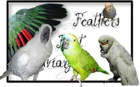 Be sure to purchase a pellet food that is labelled organic or all natural so that you can avoid exposing your conure to any harmful additives. Herbs