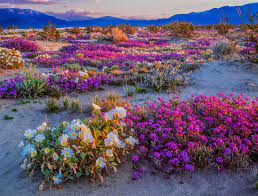 Smoketree canyon is one of the better flower canyons. Wild Flower Super Bloom Makes For A Super Scattering Location A Journey With Wings