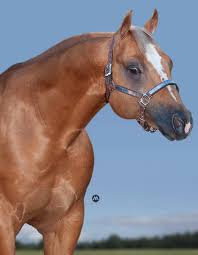 DUAL PEEKO (1 Cobertura) - LP Horses