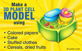 Maybe you would like to learn more about one of these? Unique And Imaginative Tips On How To Make A 3d Plant Cell Model Biology Wise
