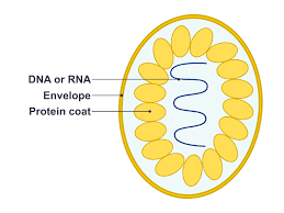 File:Simple diagram of virus (en).svg - Wikimedia Commons