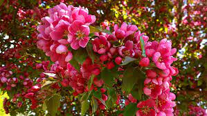 Almost forgot about this species, agree that it should do fine here. The Best Small Trees For Every Type Of Small Yard And Garden Sunset Sunset Magazine