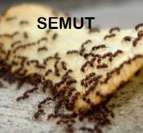 Petua 1 masukkan beberapa keping asam gelugur atau bunga cengkih ke dalam bekas gula. Anim Agro Technology Tips Menghalau Semut