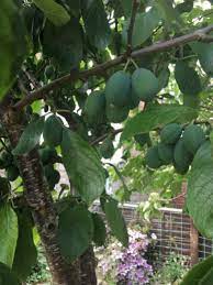 The name conifer comes from the cones that grow on these trees as their form of 'fruit.'. Help Identifying Fruit Trees The Grapevine