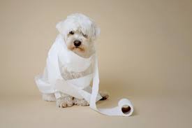 A gift cocooned in rustling tissue paper is still perceived as the height of exclusiveness. How Sa Toilet Paper Can Be A Total Rip Off