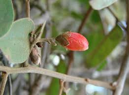 Image result for Rourea