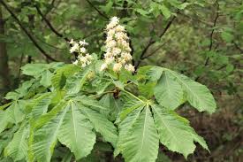 Image result for Pancovia holtzii