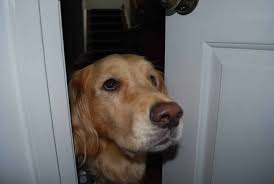It gives my cat the ability to visit me whenever she wants, and to escape from a larger. Why Do Dogs Follow You Into The Bathroom The Dog People By Rover Com