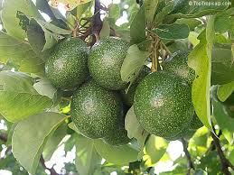 Avocado Persea Americana Varieties Toptropicals Com