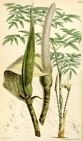 Image result for Gonatopus clavatus