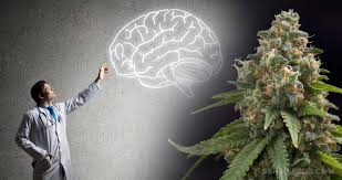 They may be laid singly or in clusters, and colors vary from white to yellow to green or brown. 10 Most Useful Mind Enhancements Of A Cannabis High Sensi Seeds