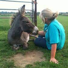 Jipvol Vertrouwen Cute Animals Beautiful Creatures Donkey