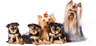 Are you trying to determine how much a puppy with breeding rights and papers would cost? Yorkie Growth Chart Weight Chart When Do Yorkies Stop Growing