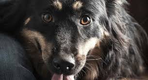 They are known to behave like puppies. Border Collie Rottweiler Mix Is This Crossbreed A Good Pet Dog