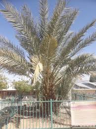 Best methods for germinating old seeds. Nyuad Study Sequences Genome Of Extinct Date Palms Germinated From 2 000 Year Old Seeds Eurekalert Science News