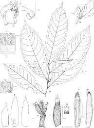 Image result for Diospyros loureiriana