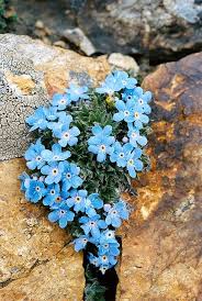 Eritrichium Nanum Eritrichio Nano Himmelsherold Roi Des Alpes Triglavska Neboglasnica Boraginaceae Flores Exoticas Jardin De Flores Flores Bonitas