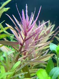 Image result for Limnophila