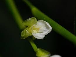 Image result for Marantochloa