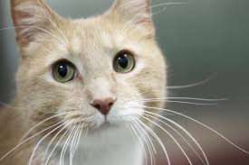Available cats are added every thursday afternoon, just in berkeley humane has resumed adoptions by appointment only. Working Cat Program Coulee Region Humane Society