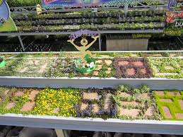 Pin By Nick S Garden Center And Farm On Perennials Low Water Landscaping Garden Paving Outdoor Landscaping