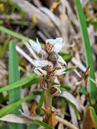 Image result for Zeuxine