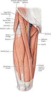 Join the millions of medical professionals, students, and anatomy enthusiasts who use human anatomy atlas to see inside and better understand the human body! Functional Anatomy Of The Lower Limb Anatomy An Essential Textbook 1st Ed Human Body Anatomy Medical Anatomy Anatomy