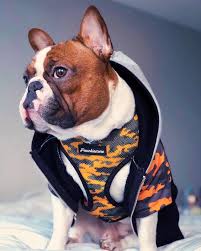 Get a boxer, husky will be short, stocky, correct in build with perfect flat, wrinkly faces. How To Buy A French Bulldog Puppy On A Low Budget