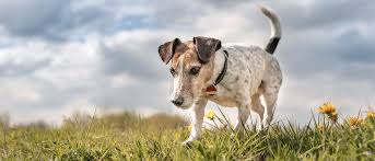 Kopeklerdeki Cilt Alerjilerini Anlama Royal Canin