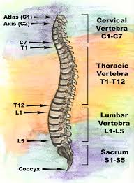 spinal anatomy spinal regions bones and discs