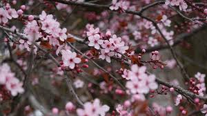 8k uhd tv 16:9 ultra high definition 2160p 1440p 1080p 900p 720p ; Download Wallpaper 3840x2160 Sakura Flowers Pink Branches Plant 4k Uhd 16 9 Hd Background