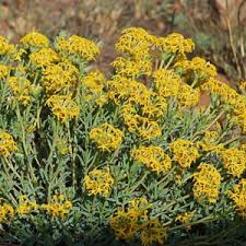 Image result for Gnidia kraussiana