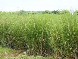 Image result for Chrysopogon