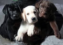American lab puppies for sale in ct. Barefoot Labradors Home Facebook