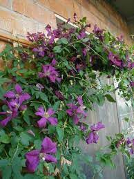 We did not find results for: Clematis For Shade Clematis For Shade Full Shade Plants Shade Plants