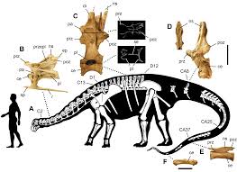 Toys can teach you about dinosaurs too. Ancient Animals Dinosaur Coloring Pages Dinosaur Fossils