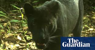 People are fascinated by these animals. Another Big Predator In Southeast Asia Faces Extinction Environment The Guardian