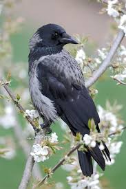 Kirschblutenfest Fur Nebelkrahe In 2020 Nebelkrahe Ausgestopftes Tier Vogel Als Haustiere