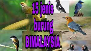 Sesuai dengan namanya burung ini termasuk burung pemakan nektar. 15 Jenis Burung Di Malaysia Youtube