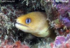 Moray provides pooling of postgresql connections (similar to pgbouncer). Meet The Hawaiian Dwarf Moray Eel The Garden Island
