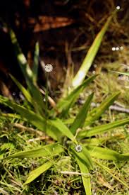 Image result for Mesanthemum africanum