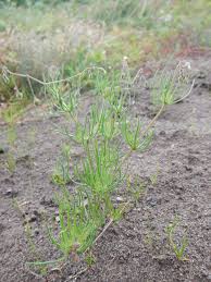 Image result for Spergula