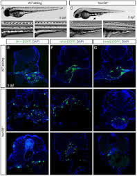 These specifications are provided (in pdf format) as reference only. Hand2 Delineates Mesothelium Progenitors And Is Reactivated In Mesothelioma Biorxiv